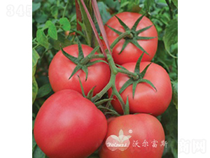 ���۰�̖F1����TY�۹����ѣ�-���ѷN��-�֠���˹