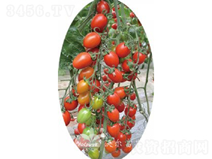 ��������̖F1����TY�����t��С���ѣ�-���ѷN��-�֠���˹