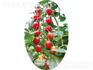 ǧ�t202F1����TY�����t��С���ѣ�-���ѷN��-�֠���˹