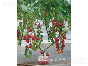 ǧ�ٶ�505F1����TYǧ����ͷ۹�С���ѣ�-���ѷN��-�֠���˹