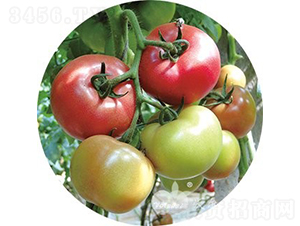 �W˼����̖F1����TY�����۹����ѣ�-���ѷN��-�֠���˹