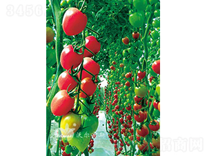 ǧ��1106F1���߿�TY����ǧ�����С���ѣ�-���ѷN��-�֠���˹