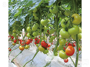 ��ɫ��2012F1����t���ѣ�-���ѷN��-�֠���˹