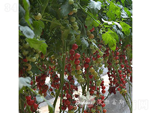 ������ؐ��201F1��ؐؐ��͈A��С���ѣ�-���ѷN��-�֠���˹