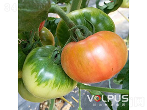 ��ؐ��21̖(h��o)F1���������ɫ��ݮ���ѣ�-���ѷN��-�֠���˹