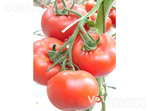 ��������̖(h��o)F1����TYԽ�ľ�Ʒ�۹����ѣ�-���ѷN��-�֠���˹