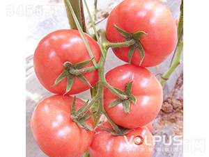 ����˹��̖(h��o)F1����TY�����۹����ѣ�-���ѷN��-�֠���˹