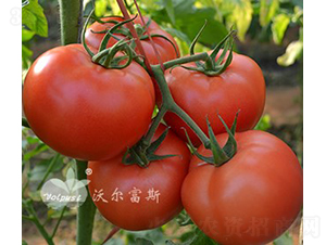 ��۹�148F1����TY�۹����ѣ�-���ѷN��-�֠���˹