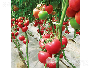 �SҲ�{��̖(h��o)F1����TY�߶˷۹����ѣ�-���ѷN��-�֠���˹