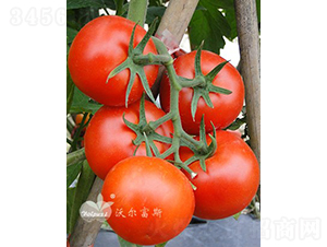 ؐ����һ̖(h��o)F1����TY�����t�����ѣ�-���ѷN��-�֠���˹