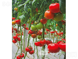 ���_�؁�F1����TY�߮a(ch��n)�߶˼t�����ѣ�-���ѷN��-�֠���˹