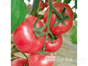 ��ӯF1����TYԽ���۹����ѣ�-���ѷN��-�֠���˹