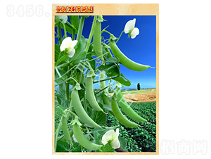 26̖(h��o)�㶹-�㶹�N��-�_(t��i)�r(n��ng)�N��