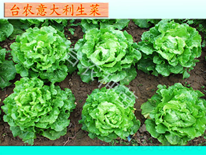 �_(t��i)�r(n��ng)���������-���˷N��-�_(t��i)�r(n��ng)�N��