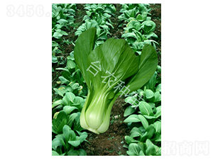 �彭�ײ�-�ײ˷N��-�_�r(n��ng)�N��