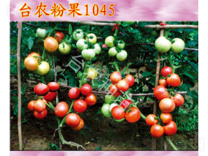 �_(t��i)�r(n��ng)�۹�1045-���ѷN��-�_(t��i)�r(n��ng)�N��