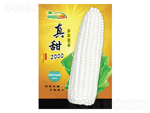 ���׷N��-����2000-����