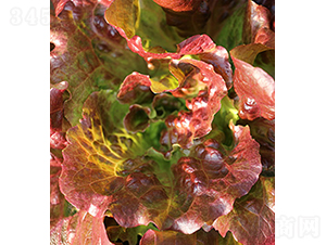 Cherokee-���˷N��-���r(n��ng)�r(n��ng)�I(y��)