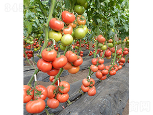 ���r(n��ng)����806-���ѷN��-���r(n��ng)�r(n��ng)�I(y��)