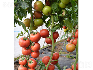 ���r(n��ng)�t��66-���ѷN��-���r(n��ng)�r(n��ng)�I(y��)