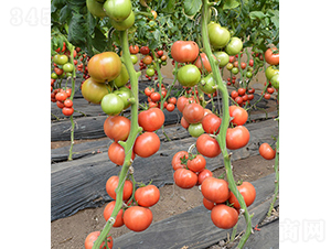 ���r(n��ng)���619-���ѷN��-���r(n��ng)�r(n��ng)�I(y��)