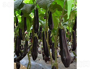 10-715-���ӷN��-���r(n��ng)�r(n��ng)�I(y��)