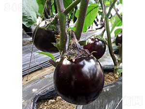 ���r(n��ng)�ψA��1̖(h��o)-���ӷN��-���r(n��ng)�r(n��ng)�I(y��)