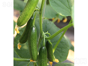 ��Ů-ˮ���S�ϷN��-���r(n��ng)�r(n��ng)�I(y��)