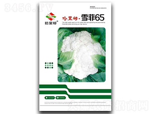 ѩ��65-�˻��N��-����ķ