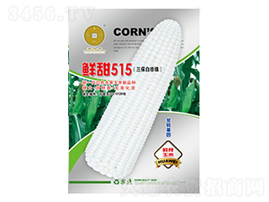 �r��515�����������飩-���׷N��-�A��N�I(y��)