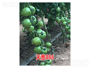 ���l886-���r(n��ng)����(chu��ng)