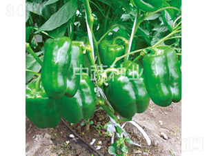 �н�107̖-�𽷷N��-���߷N�I(y��)