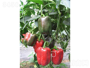 �н��t�@1̖-�𽷷N��-���߷N�I(y��)