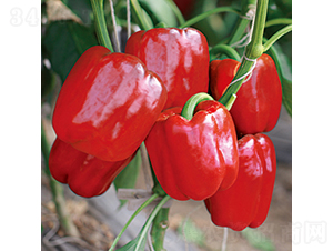 �н�2108̖-�𽷷N��-���߷N�I(y��)