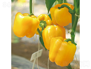 �н��S�@2̖-�𽷷N��-���߷N�I(y��)