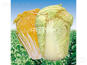 ���t82-�ײ˷N��-���߷N�I(y��)