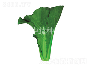 �����G��1̖(h��o)-�ײ˷N��-���߷N�I(y��)