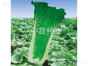 �а�62-�ײ˷N��-���߷N�I(y��)