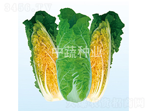 ���t���-�ײ˷N��-���߷N�I(y��)