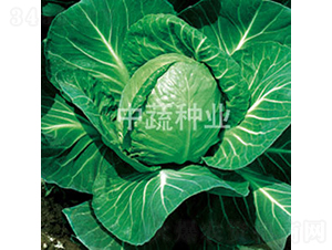 �и�11̖(h��o)-���{(l��n)�N��-���߷N�I(y��)