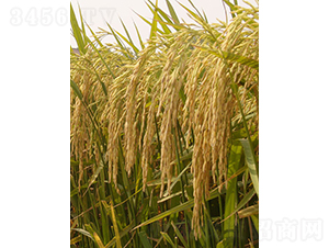 �����i17̖-ˮ���N��-��ɫ�r(n��ng)�S