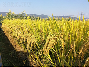 �V���z��3̖-ˮ���N��-�V��