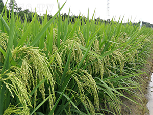 �V����ռ1̖-ˮ���N��-�V��