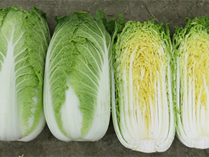 ������ײ�-�ײ˷N��-�V��