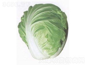 �����ײ�-�ײ˷N��-�V��