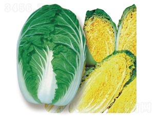 Խ���󌢰ײ�-�ײ˷N��-�V��