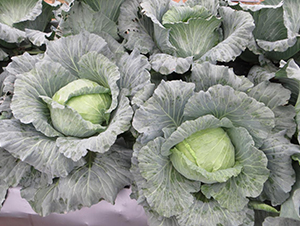 �პ(y��u)2̖(h��o)���{(l��n)-���{(l��n)�N��-�V��