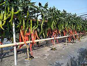 �V����̖����-�����N��-�V��