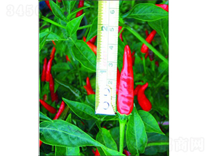 GL-7̖��������-�����N��-�V��