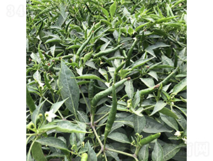 �V��21̖-�����N��-�V��